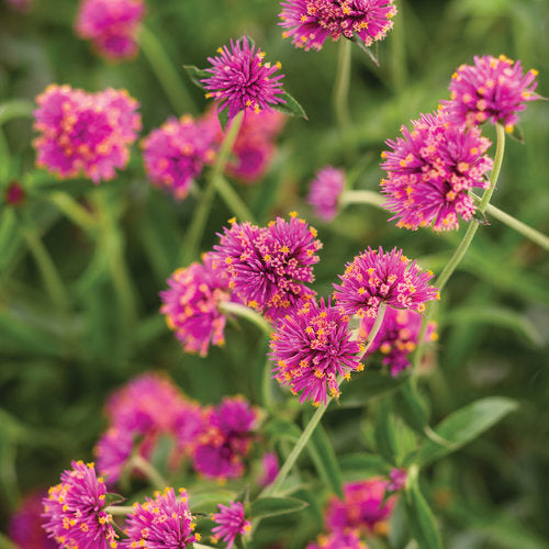 Thriving in hot and humid weather, this award-winning plant continuously flowers throughout the season. With its exceptional vase life, it makes for a perfect cut-flower. It is heat tolerant, does not require deadheading, and can withstand drought conditions.