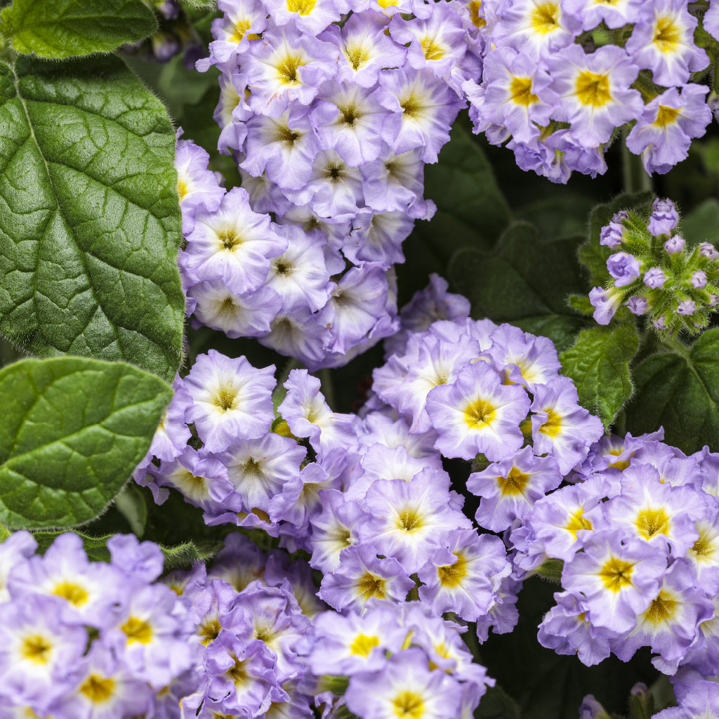 Add charming colour to your garden landscapes with this Proven Winners Annual. This plant is a continuous bloomer that is heat tolerant and attracts endless pollinators.