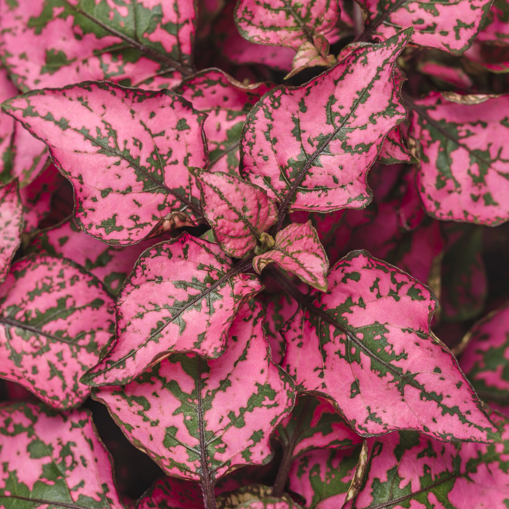 Introduce vibrant foliage into your garden landscape with the Proven Winners Polka Dot Plant. With colour from spring to fall, this annual is easy to care for while also being a great filler in any garden beds or containers.&nbsp;