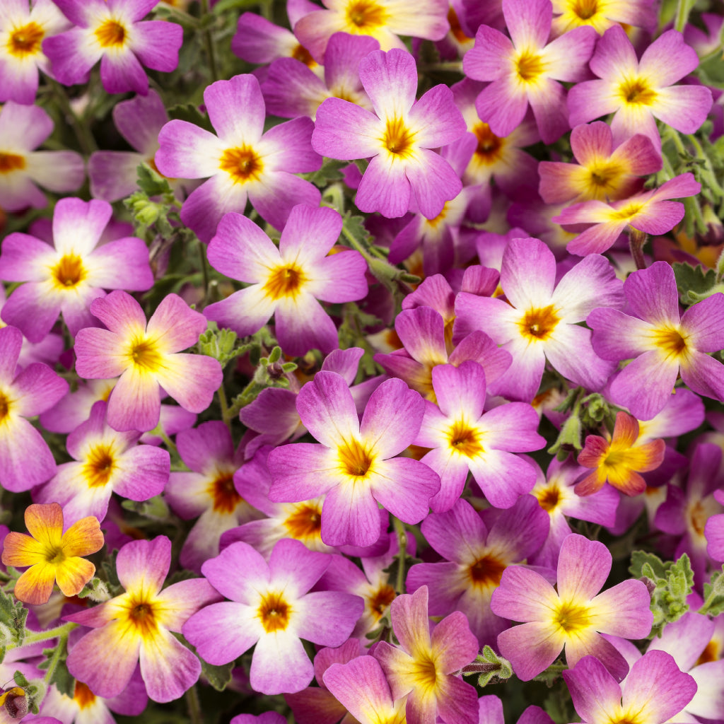 Flowering from Spring to Summer, this annual adds striking blooms while also being heat tolerant. This plant thrives in full sun for up to +6hours and is an excellent choice as a boarder plant, for mass planting, or in containers.&nbsp;