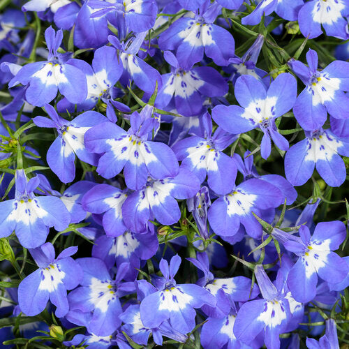 The vibrant blue blooms feature a stunning white center and are generously sized for a lobelia. With a semi-upright growth habit, this plant boasts exceptional performance throughout the summer.&amp;nbsp;