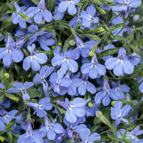 This Proven Winner variety features soft blue flowers that bloom all season long on cascading, well-branched plants. With great summer performance and low maintenance requirements, it is a continuous bloomer or rebloomer that does not need deadheading.