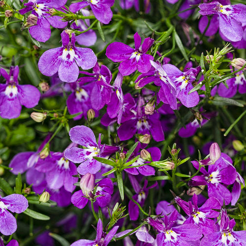 This particular Lobelia variety offers bright violet flowers, which can be hard to come by in nature. Not only are these flowers a true violet, but they are also more heat-resistant than older types. They continuously bloom, and deadheading is not required. Additionally, this plant is known to attract pollinators.