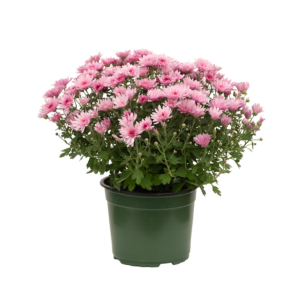 Garden Mum 6"
