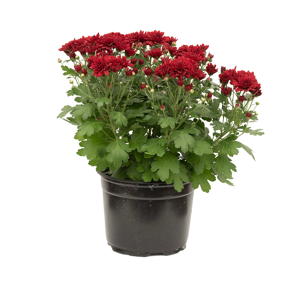 Garden Mum 6"