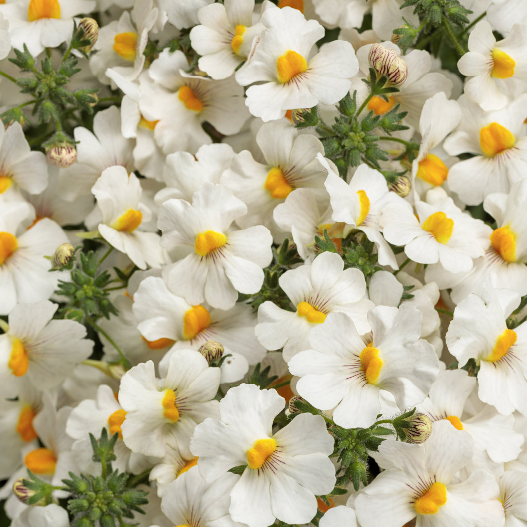 Add timeless and continuous blooms to your garden landscape this season with this Proven Winners annual. An excellent choice to fill containers.