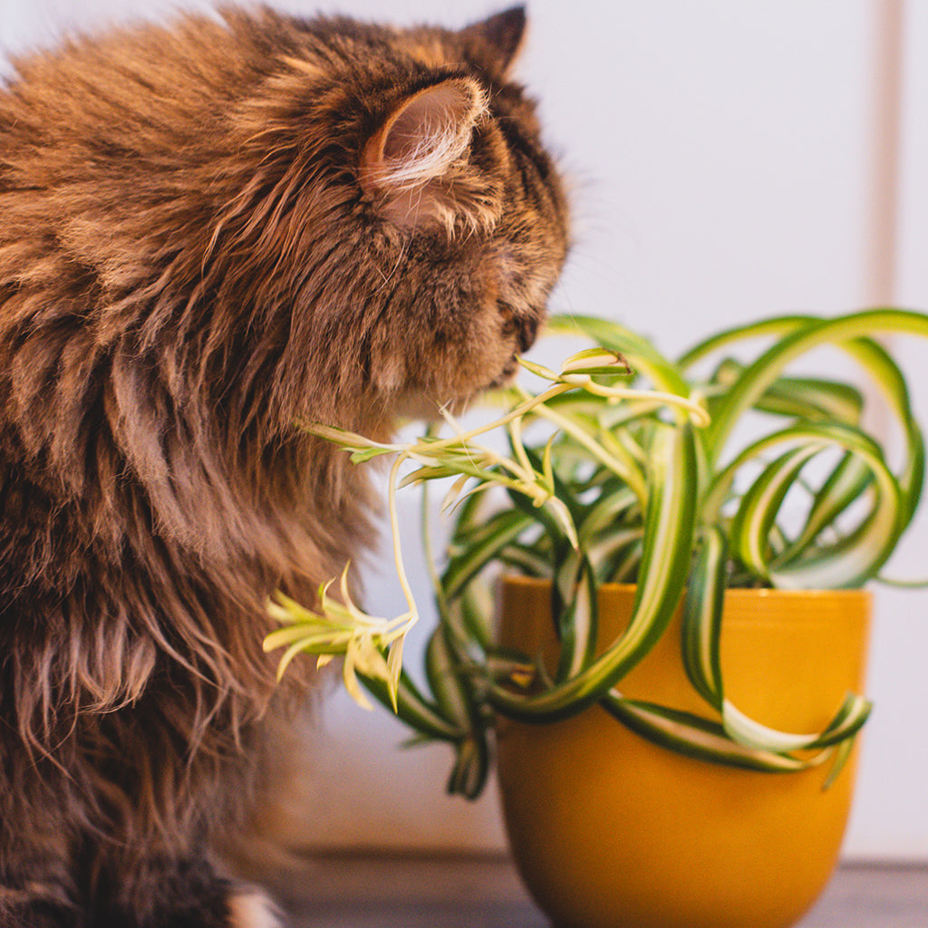 Pet Friendly Houseplants