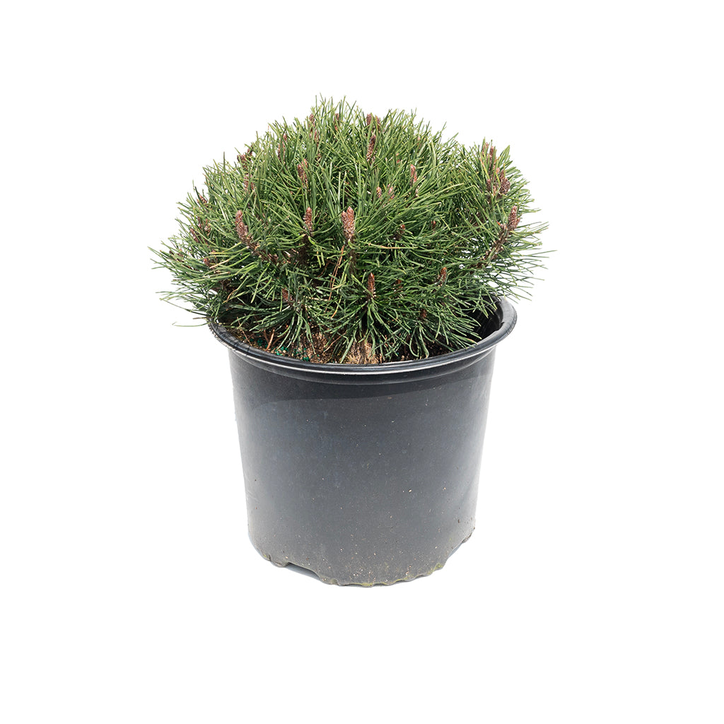 Mugo Pine # 3 Container