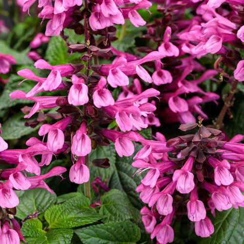 This salvia is an excellent choice for any garden with its heat tolerant characteristics and ability to continuously produce beautiful pink to fuchsia flowers. With a maximum height of 2 feet, it is perfect for containers and can be placed in the front or middle of flower beds, or as a striking focal point in pots.&nbsp;