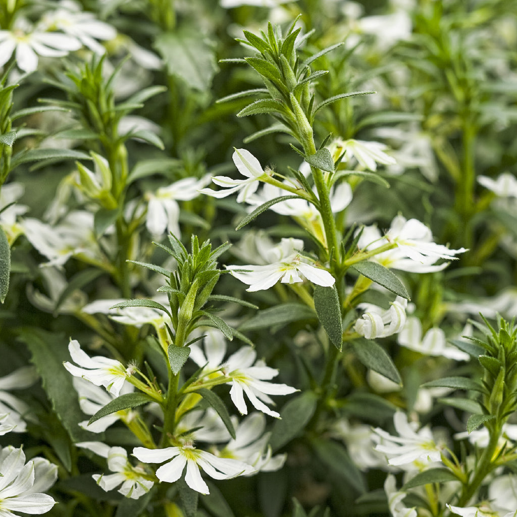 Prized for its drought and heat tolerant characteristics, this Proven Winners annual is a low maintenance choice that also attracts pollinators into your garden.