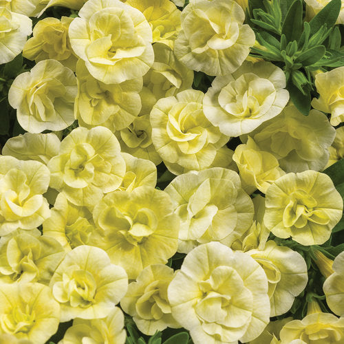 Enjoy a cascade of petite, abundant, double flowers throughout the season with low maintenance. These soft yellow blooms are a dream. Winner of awards, this plant continuously blooms and reblooms, providing long-lasting floral interest. It can tolerate heat and does not require deadheading.
