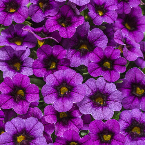 Throughout the season, this plant produces plenty of small, petunia-like flowers on trailing stems for an easy-to-maintain display. With larger blooms measuring up to 1 1/2 inches, it's a top choice for long-lasting color. This variety is known for continuous blooming and reblooming, and is also heat tolerant and does not require deadheading.