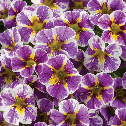 Effortless and charming, Proven Winners Superbells® Holy Smokes!® features profuse, petite petunia-like blooms all year on trailing foliage. No need for frequent upkeep, these flowers boast a playful, approachable vibe with a delicate yellow backdrop adorned with dashes of blue and purple.