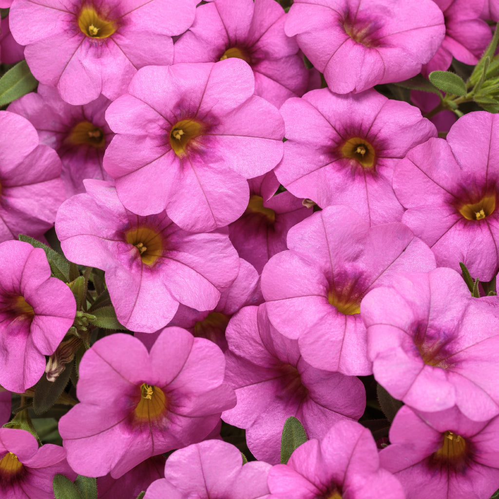Add a burst of vibrant colour to your garden landscapes with this stunning annual. This long blooming annual is also drought tolerant and attracts essential pollinators.
