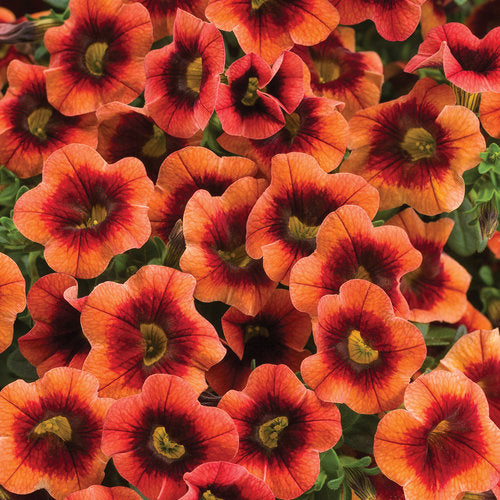 Boldly gorgeous, displaying tangerine orange petal edges and deep burgundy orange centers. Recognized as a top seller and prolific bloomer, withstands heat and does not require deadheading. Attracts charming hummingbirds.