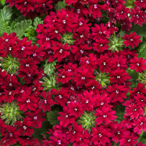 Superbena Royale verbenas are robust and compact, cascading gracefully from containers. They serve as both cascading and filler plants in mixed containers, and are ideal for planting at the edge of garden beds. Continuous flowering or reblooming, long-lasting blooms, fall interest, heat tolerance, and drought resistance make deadheading unnecessary.