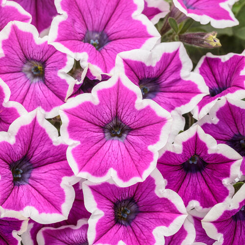 Proven Winners Supertunia® Hoopla® Vivid Orchid™ - Sheridan Nurseries