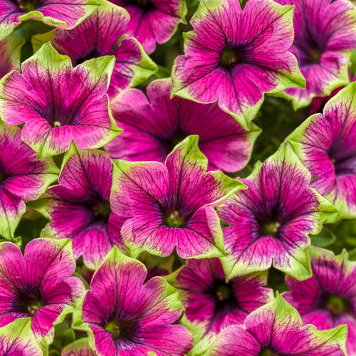 This distinct Supertunia® boasts purple flowers with mint green edges on elegantly trailing plants. It pairs nicely with a variety of colors in combination containers, hanging baskets, and your sunny landscape. These Supertunias truly stand out with their creatively designed flowers, making them irresistible and living up to the high standards of all Supertunia® varieties.