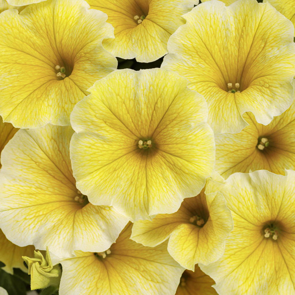 Add a burst of vibrant colour into your garden with this Proven Winners annual. Ideal for containers as a filler or spiller, this Supertunia® produces large blooms while attracting essential pollinators.&nbsp;