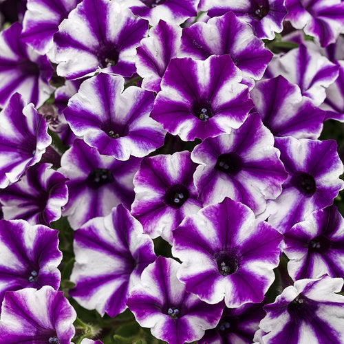 The Supertunia Mini Vista petunias are compact but also cascade over container edges. They excel as container plants, acting as both cascading and filling elements. These plants are ideal for front-of-bed placement in landscaping and are known for their dense branching. They produce small to tiny flowers and serve as a fantastic alternative to Calibrachoa if proper drainage is not available.