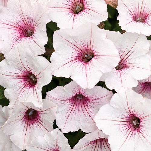 Ideal for both gardens and containers, Proven Winners Supertunia Vista® Silverberry has a bushy growth habit, growing up to 2 feet tall and spreading up to 4 feet by the end of the season. These vigorous plants are perfect for filling and trailing in containers, and can also be used as a medium-sized filler or spiller in garden beds.
