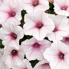 supertuniavistasilverberry_240