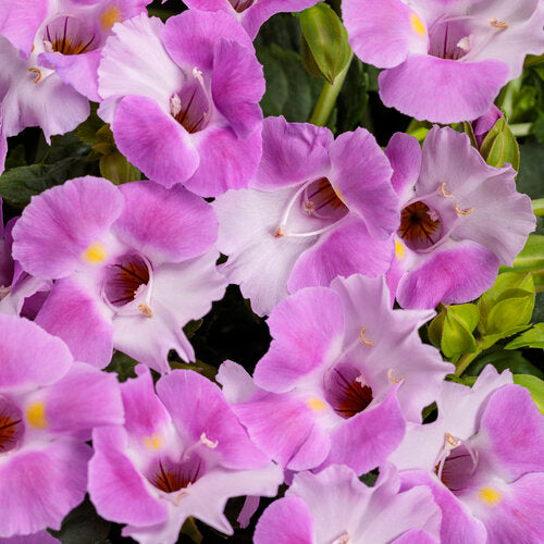 Discover vibrant pink wishbone flowers that will bloom all season long in both sunny and shaded areas. These low-maintenance plants are perfect for adding color to underused parts of your garden. With an abundance of snapdragon-like flowers, this variety is both attractive and easy to care for.