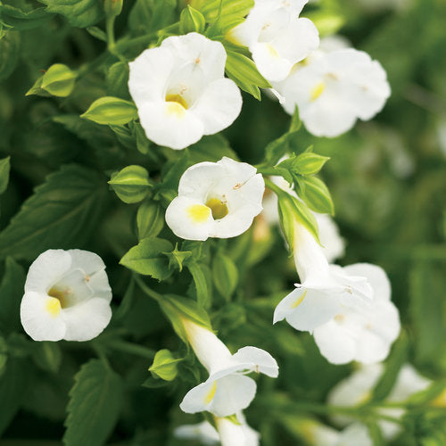Requiring minimal maintenance, Proven Winners Catalina® White Linen boasts heat and shade tolerance, along with snapdragon-like flowers all season long. This award-winning plant is also known to attract birds and hummingbirds while resisting deer.