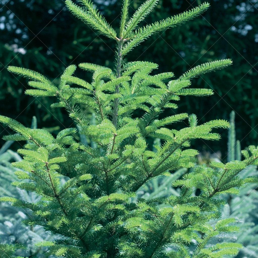 With its Latin plant name Abies balsamea var. phanerolepis, this carefully nurtured tree showcases vibrant green foliage and well-formed branches. Standing tall with dense, soft needles and a delightful aroma, it becomes the perfect centerpiece for holiday decorations. Adorn its branches with ornaments, lights, and garlands to create cherished memories.