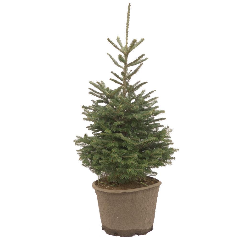 This evergreen tree is known for its dense foliage, strong branches, and needle retention. This tree thrives both indoors and outdoors and can fill a room with holiday scents.