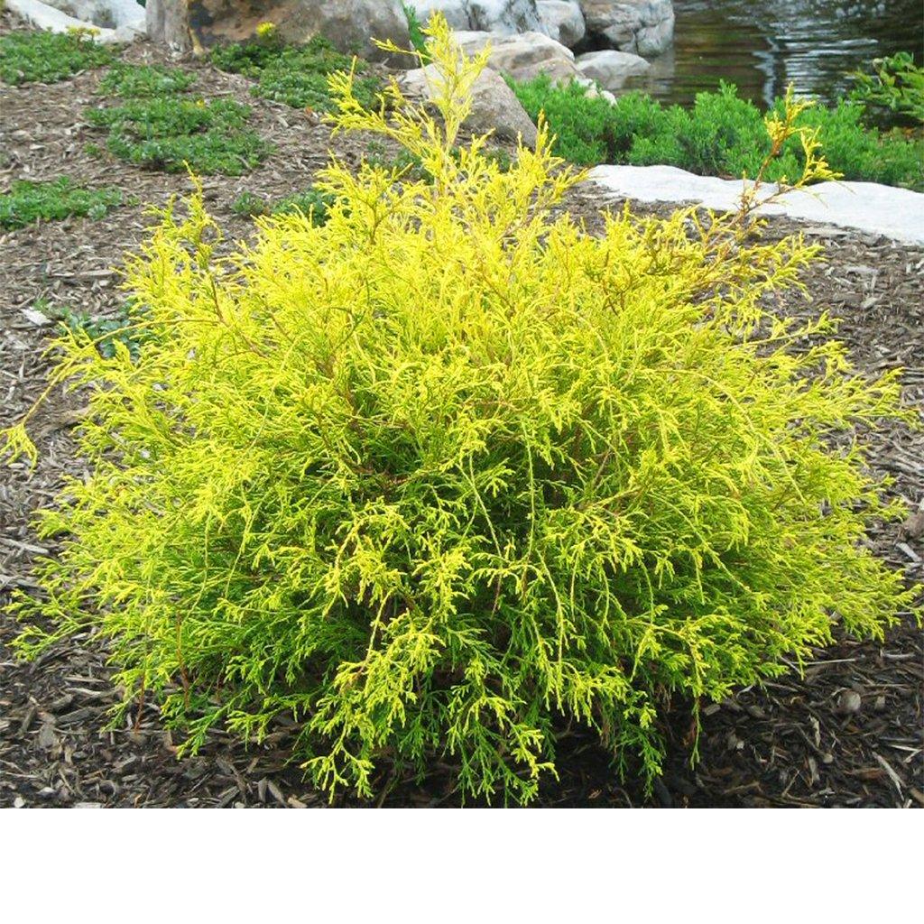 Mops Golden Threadleaf Japanese Falsecypress # 2 Container