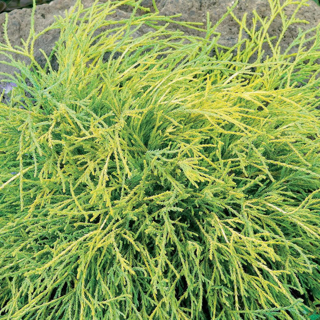 With delicate and intricate threadlike foliage creates a stunning focal point in any space as a specimen plant. With vibrant colours and reaching form, this perennial thrives in the full sun and can be used for both mass planting and in rock gardens. Suitable in zones 4-9, spreading 150cm by 150cm.