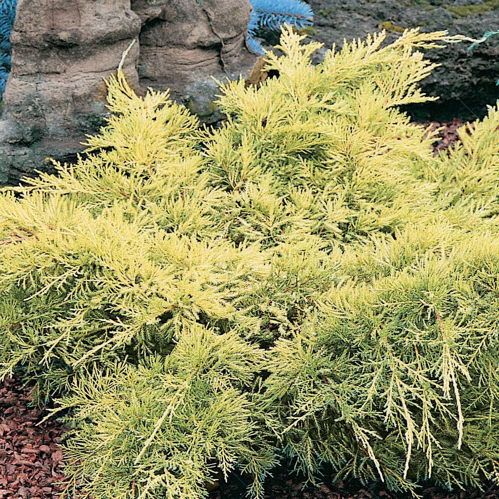Recognized for it’s unique, golden-yellow foliage, the Gold Lace Juniper is a slow-growing shrubs that thrives in full sun while also being drought tolerant. Producing a dense, needle-like foliage, its easy-care requirements makes it a great plant for all gardeners. Spreads to 4-6 feet, suitable to zones 4-9. 