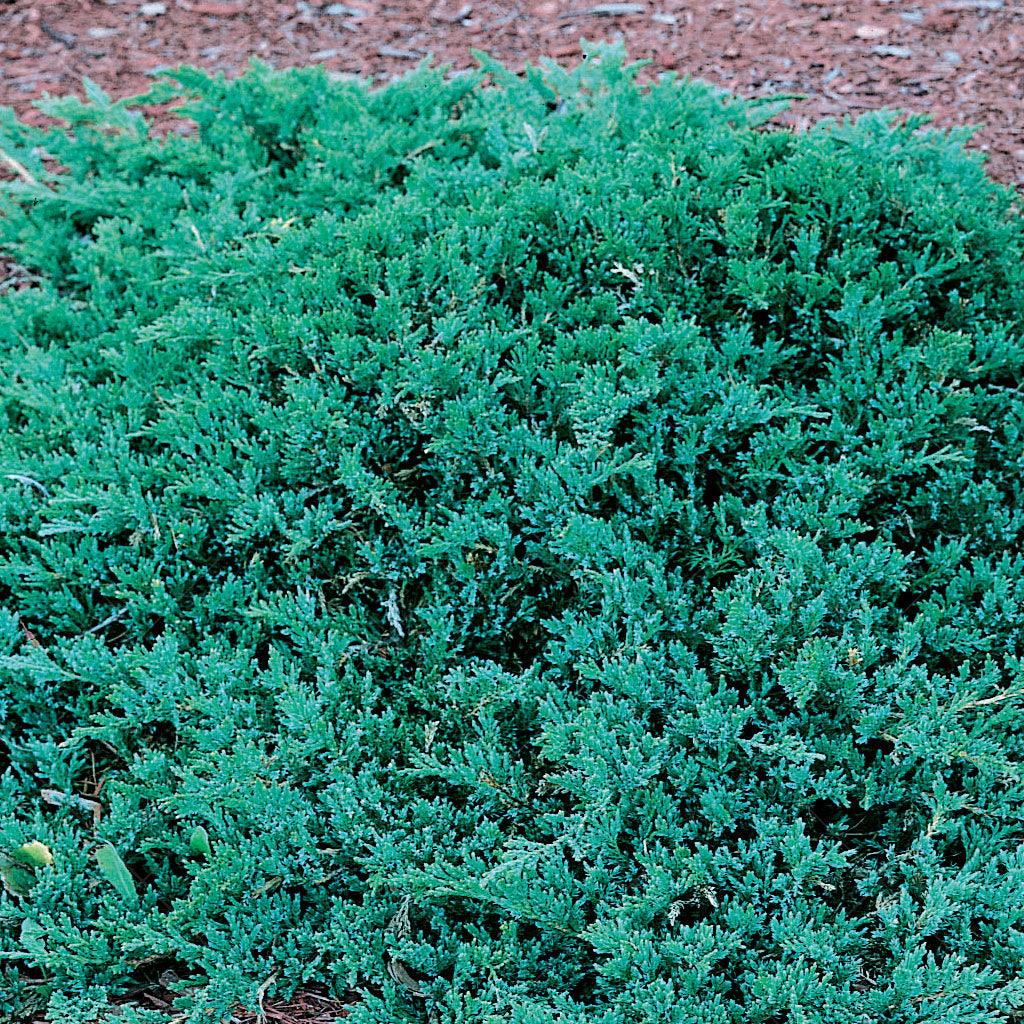 Transform your garden with this captivating juniper that thrives under full sun. It&#39;s the perfect choice for ground cover, mass planting, and creating cascading displays that add depth and visual interest to your landscape. With its compact size and dense foliage, this juniper provides excellent coverage while requiring minimal maintenance. Its exceptional drought tolerance ensures it stays resilient even during dry spells. Suitable for zones 4-9, spreading 20cm by 100cm. 