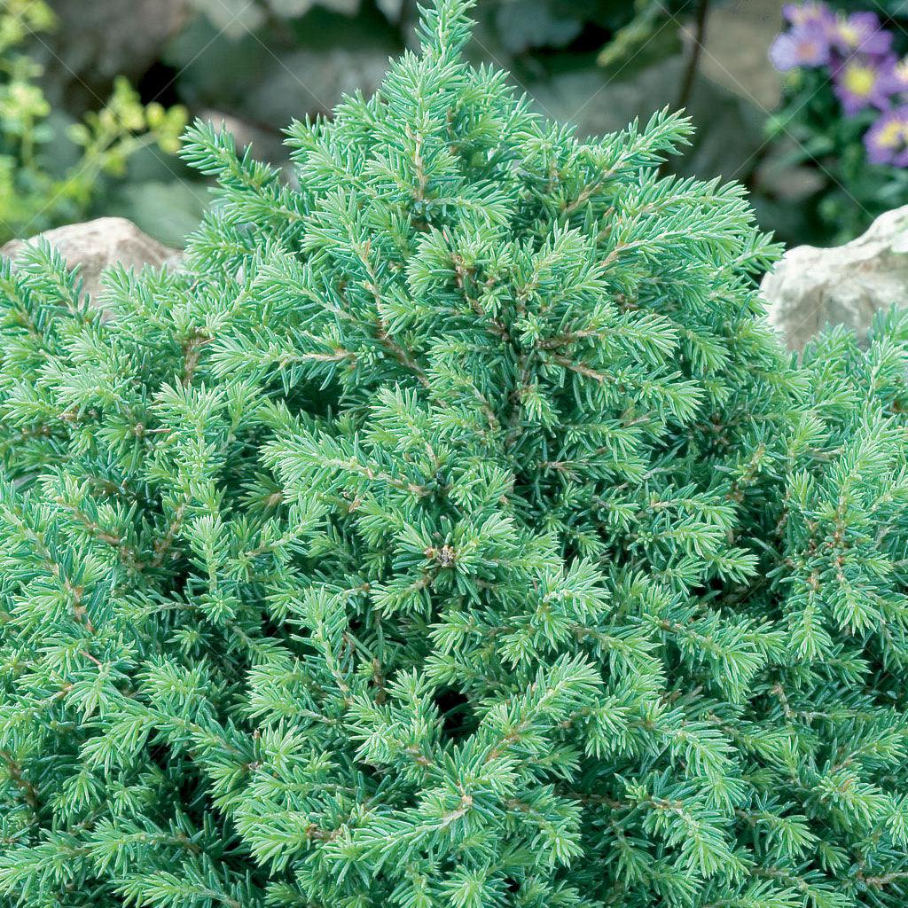 Elevate your garden with the enchanting presence of this remarkable spruce. Flourishing under full sun to partial shade, the Little Gem Norway Spruce is a versatile choice for various garden settings. Its compact size makes it an ideal specimen plant, allowing you to showcase its beauty as a captivating focal point in your landscape. Perfect for small-space gardening, it effortlessly adds a touch of elegance and charm, even in limited areas.  