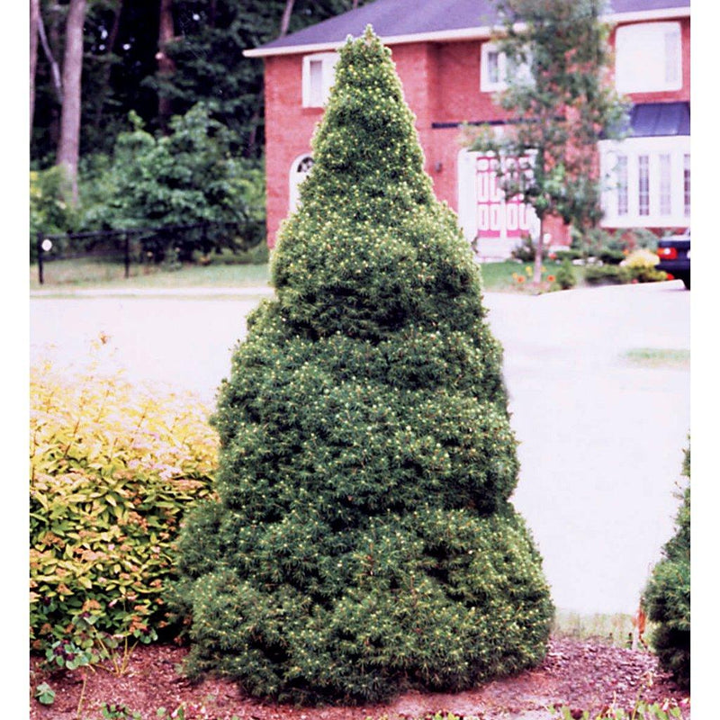 Spruce Trees Sheridan Nurseries Online