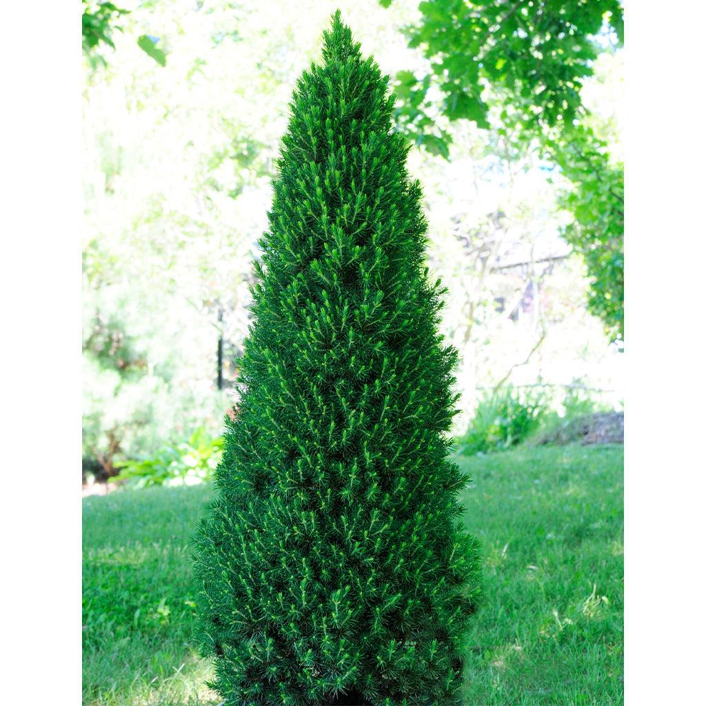 Jean&#39;s Dilly® White Spruce # 3 Container (60cm)