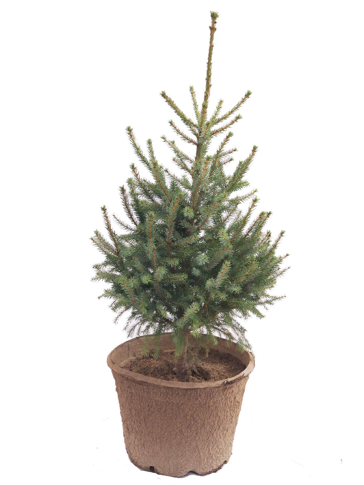 Serbian Spruce - Live Potted Christmas Tree - 60 cm