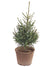 Serbian Spruce - Live Potted Christmas Tree - 60 cm