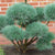 Scots Pine (Pom Pom)