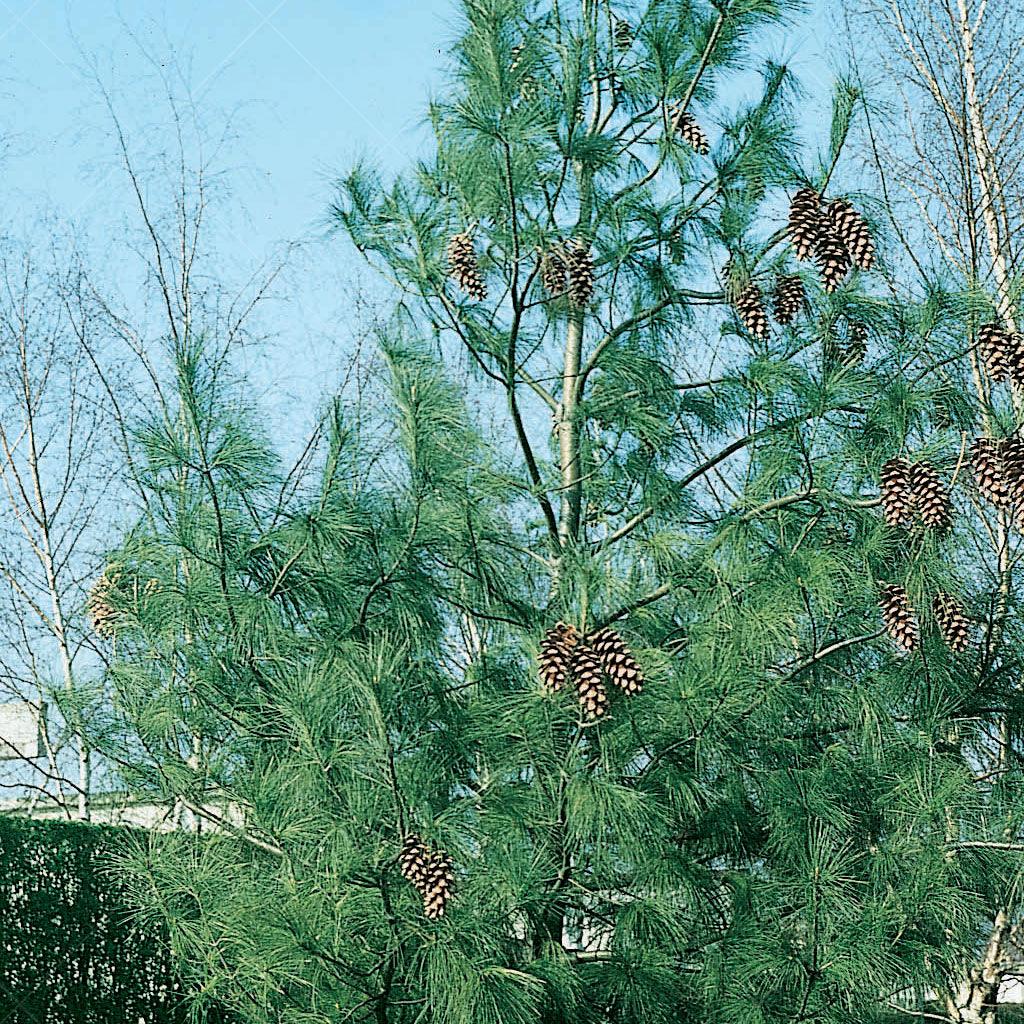 Its classic conical shape makes it suitable for both indoor and outdoor decorations, while the soft and delicate needles create a serene and inviting atmosphere, accompanied by the refreshing scent of pine. Whether as a focal point for festive adornments or a year-round centerpiece in your garden, the Eastern White Pine offers timeless charm.