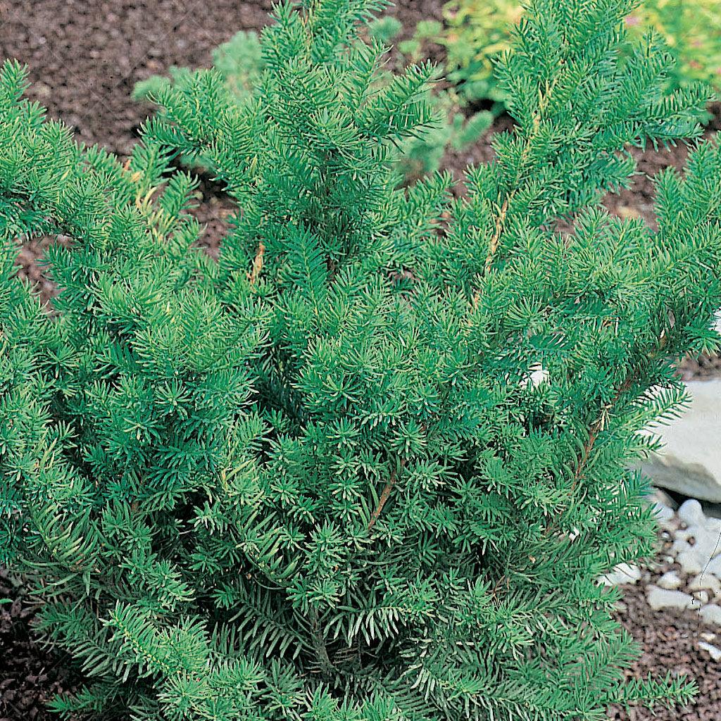 This beautiful plant features a dense and spreading growth habit, making it ideal for foundation plantings and mixed borders. Its deep green needles have a soft texture, providing year-round visual appeal. Whether used for hedging, mass planting, or in rock gardens, this shrub adds depth and beauty to any space. With its ability to tolerate drought conditions and its low maintenance requirements, the Dense Spreading Yew is a resilient and versatile choice for various landscape applications.