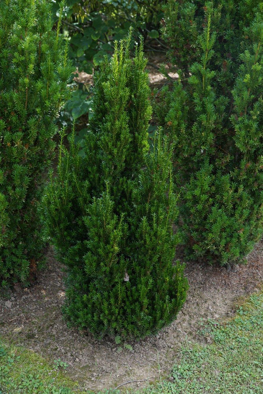 Flourishing under full sun to partial shade, this stunning yew is a game-changer for your garden. Whether you&#39;re looking to create a picturesque hedge, a natural wind screen, or a captivating mass planting, the Hill&#39;s Yew delivers on all fronts. 