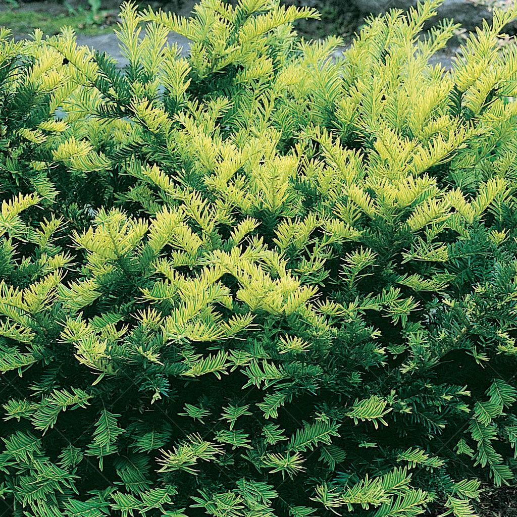 With its stunning foliage and versatile growth habits, it brings a burst of vibrant energy to any outdoor living space. Embrace its resilience as a drought-tolerant gem, standing strong even in challenging conditions. Whether used for mass plantings, as a striking specimen plant, a resilient ground cover, or an enchanting addition to your rock garden, the Sunburst Yew captivates with its compact size and eye-catching color. Suitable in zones 5-9, spreading 100cm by 200cm. 