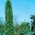 Whether used for hedging, screening, or as a standalone specimen, the Brandon Eastern Cedar brings a striking presence to any garden. Its ability to adapt to various soil conditions and tolerate both full sun and partial shade makes it a versatile choice for any landscape design. With low maintenance requirements and resistance to pests and diseases, this tree is easy to care for. Measures 500cm by 150cm, ideal for zones 3-9. 