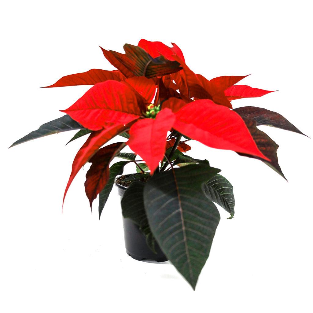 Poinsettia 4.5&quot; Red