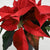 Poinsettia 4.5" Red