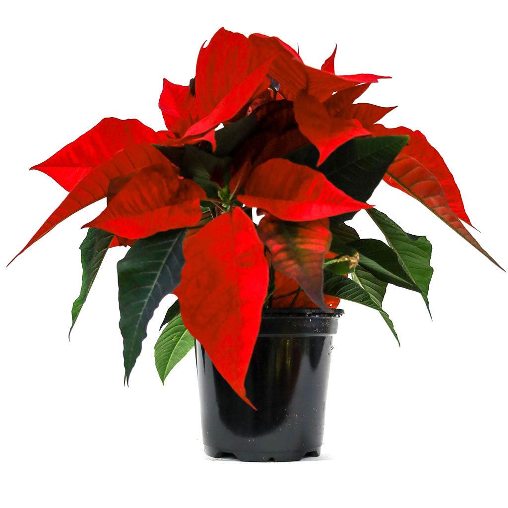 Poinsettia 6.5&quot; Red