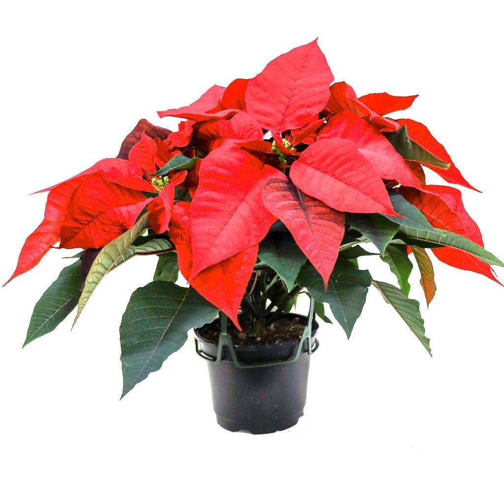 Poinsettia 8" Red