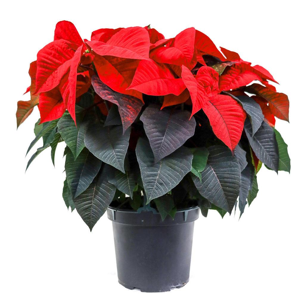 Poinsettia 10&quot; Red